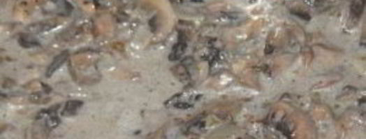 грибной соус из шампиньонов со сметаной. Шаг 4