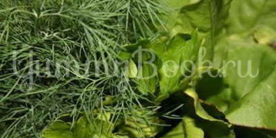 Борщ летний щавелевый