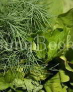 Борщ летний щавелевый