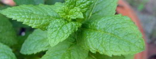 крем-суп из кольраби с мятой. Шаг 5