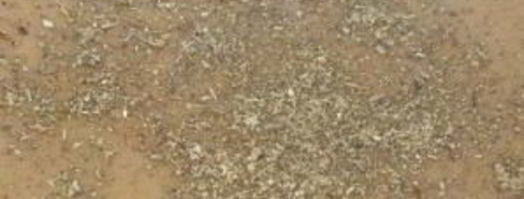 суп-пюре из лесных грибов. Шаг 10