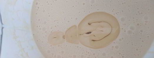 блинчики любимые с ягодным курдом. Шаг 9