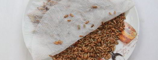 шведский брусничный хлеб. Шаг 2