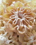 Хворост Розочки