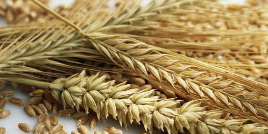 Ржаные лепешки