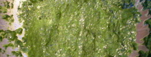 пирожное весенняя свежесть. Шаг 5