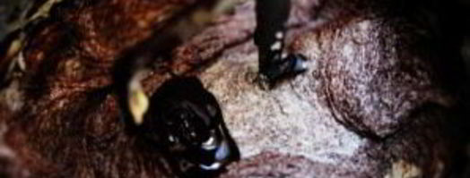 шоколадные пирожные в сливочной глазури. Шаг 2