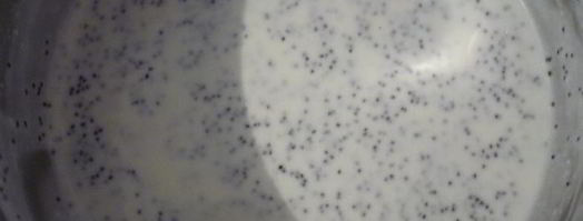 творожники в сметанно-маковом соусе. Шаг 4