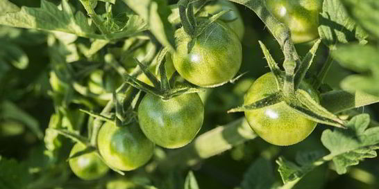 Икра из зеленых помидор