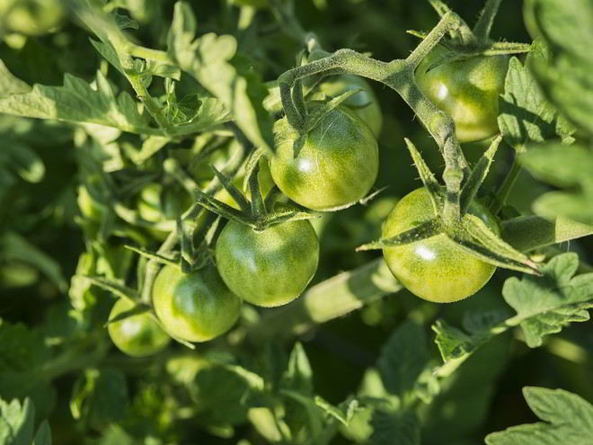 Рецепт икры из зеленых помидор