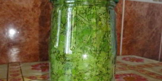 Кинза на зиму