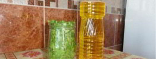 кинза на зиму. Шаг 2