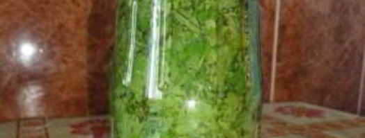 кинза на зиму. Шаг 3