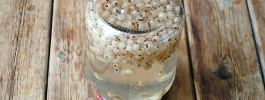 компот из белой смородины на зиму. Шаг 14