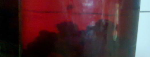 компот из ежевики. Шаг 11