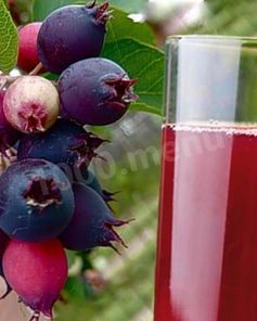 Компот из ирги