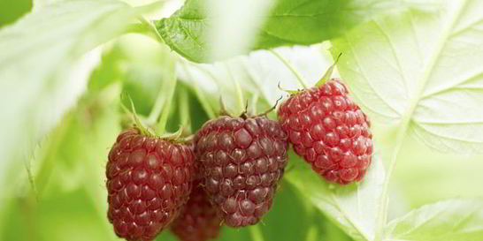 Компот из малины