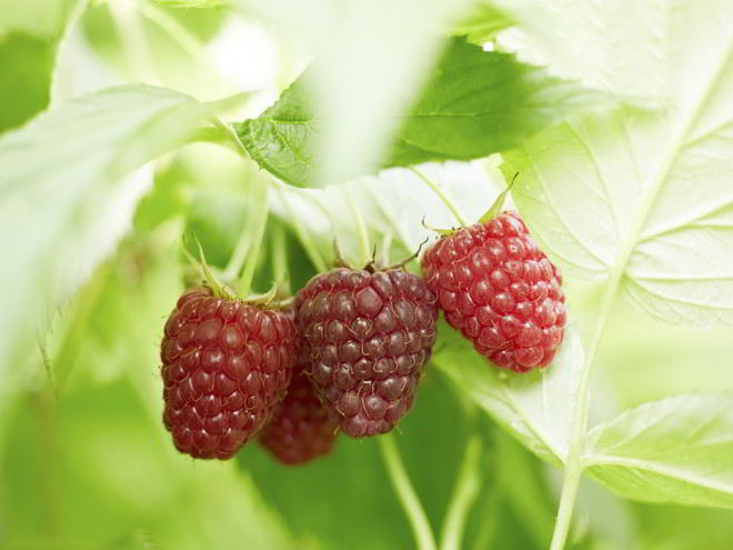 Рецепт компота из малины