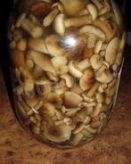Быстрые маринованные грибы