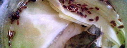 капуста маринованная пластинками. Шаг 5