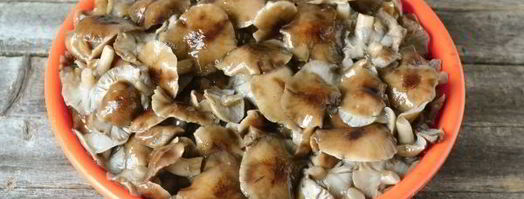 маринование опят на зиму. Шаг 4