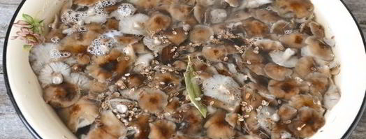 маринование опят на зиму. Шаг 6