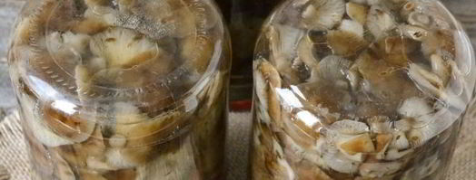 маринование опят на зиму. Шаг 9