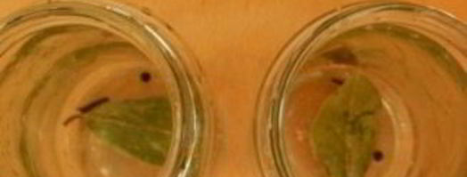 маринованная капуста с лимонной кислотой на зиму. Шаг 4