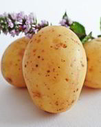 Маринованный картофель на зиму