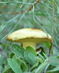 Маринованные маслята на зиму