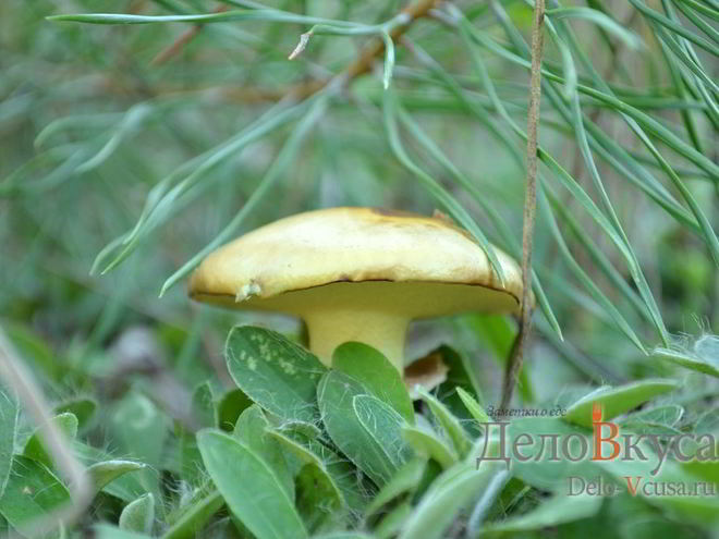 Рецепт маринованных маслят на зиму