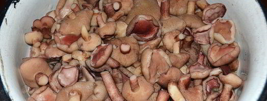 маринованные маслята на зиму. Шаг 6