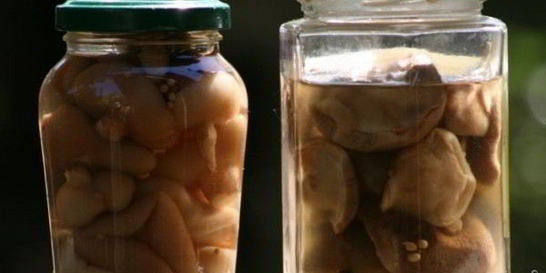 Маринованные моховики