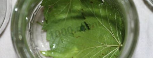 маринованные огурцы globus. Шаг 2