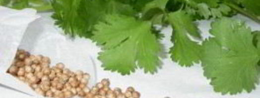 маринованные огурцы с кориандром. Шаг 2