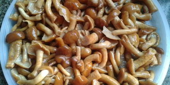 Маринованные опята без стерилизации