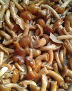 Маринованные опята без стерилизации