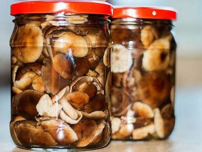 Рецепт маринованных опят