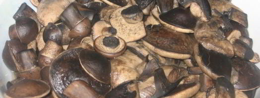 маринованные подберезовики на зиму. Шаг 3