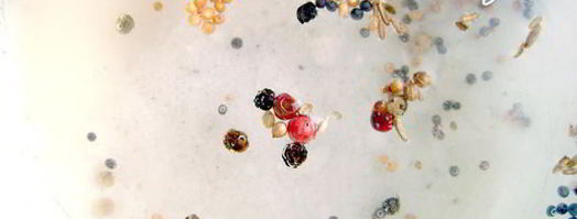 маринованные шампиньоны на закуску. Шаг 2