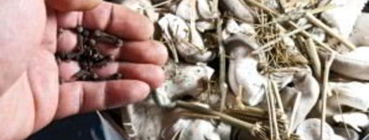 маринованные вешенки с лимонной кислотой. Шаг 2