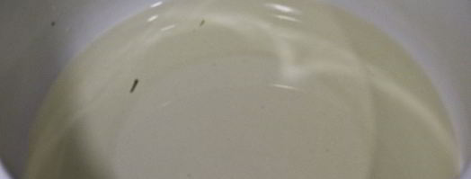 огурцы маринованные с красной смородиной. Шаг 12