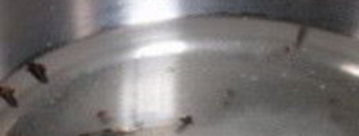 патиссоны, маринованные с помидорами. Шаг 2