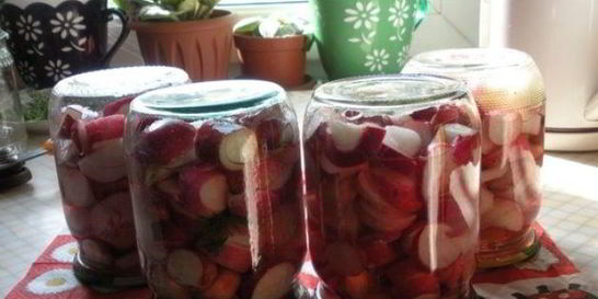 Редис на зиму