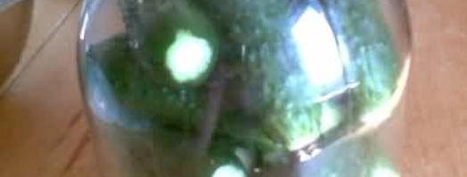 малосольные огурцы. Шаг 23