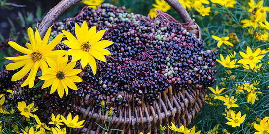 Варенье из бузины