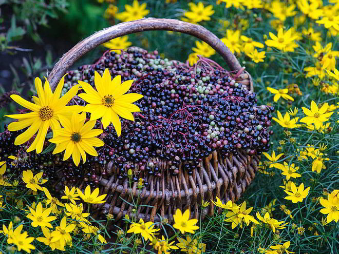 Рецепт варенья из бузины