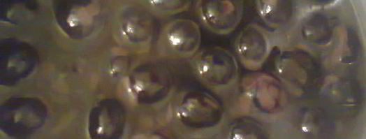 варенье из грецких орехов. Шаг 14