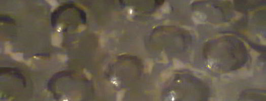 варенье из грецких орехов. Шаг 16