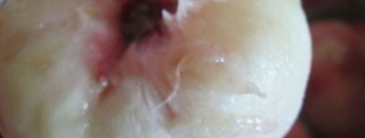 варенье из инжирного персика с лимоном и розовым перцем. Шаг 2